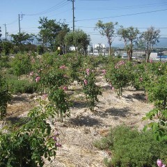 これから徐々に花数は減っていきます