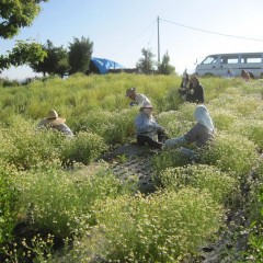 朝から夕方まで摘んでも摘んでも摘みきれません