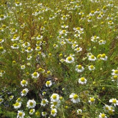 花数は1番花の半分程でしょうか