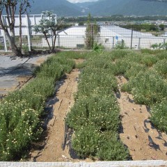 写真でも花が分かるようになりました