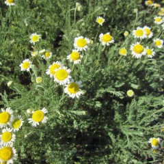 ローマンの花は大きくて存在感があります