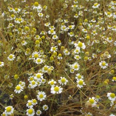 葉や茎は枯れてきましたが花はしっかりしています