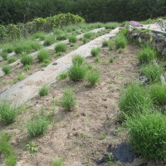 株も大きく育ち花穂が伸びて来ました