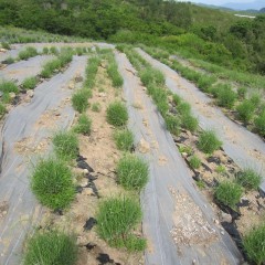 畑が一面紫色の花で埋め尽くされるのももう少しです