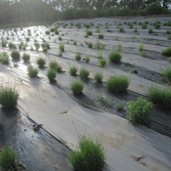 花穂が良く伸びているのが分かります