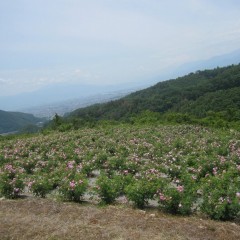 一面の花園をお楽しみください