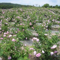 見渡す限りのローズの花