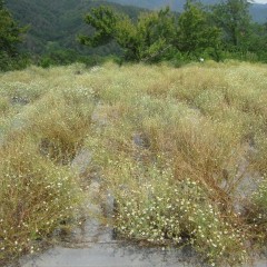 最後に収穫した畑も最後まで頑張って咲いています