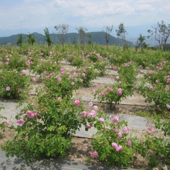 枝先に咲いたローズの花は重たそうです