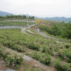 来年は農場研修でこの景色をご覧ください