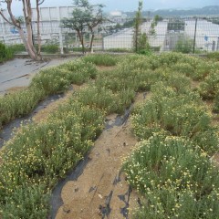 今年は雨が少なく厳しい環境で育ちました