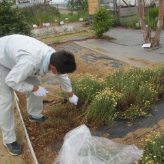 ローマン種は花だけでなく葉にも香りがあります