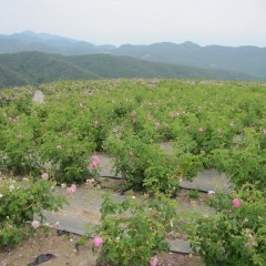 1日に収穫するローズの花は50,000個を超えます