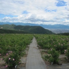 花もまばらになってきました