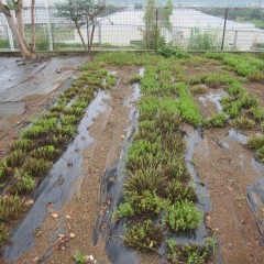 カラカラ状態の畑にやっと雨が降りました