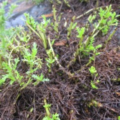 収穫し終わった株の茎から新芽が伸び始めました