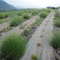 アングより花が遅いスーパーとグロッソの畑