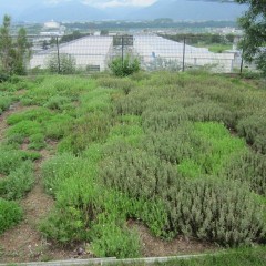 収穫後の畑も雨が降るたびに新芽が増えてきました