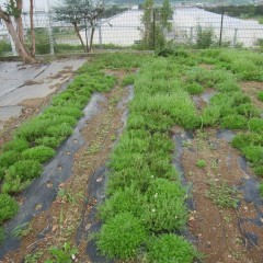 新芽の緑が鮮やかです