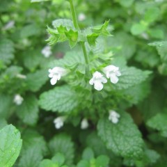 レモンバームの可憐な花