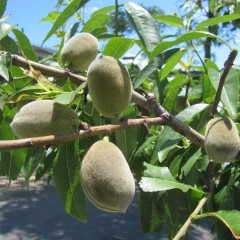 実が丸々と太ってきました