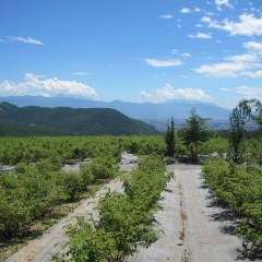 甲州市では気温が39℃を記録する猛暑日