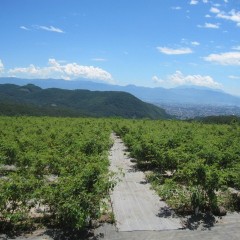 富士山も入道雲に隠れています