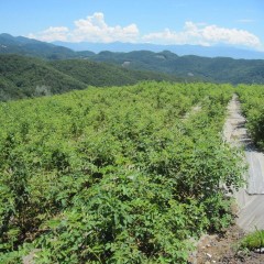 通路が埋まる程葉が茂り始めました