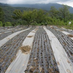 雨のほとんど降らなかった夏を乗り切ったジャーマンの畑