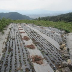 雑草も負けじと目立って来ています