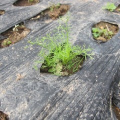 最初に発芽した株はこんなに大きくなっています