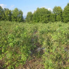 通路まで埋め尽くしたローズの枝