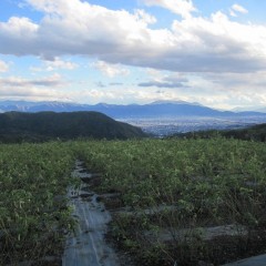 秋は陽が陰るのも早く夕方は一気に冷え込みます