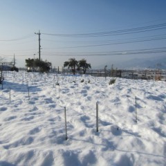 まだ雪の中