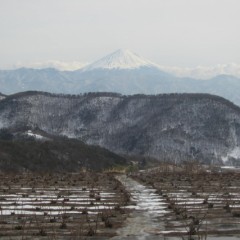 ようやく雪融け