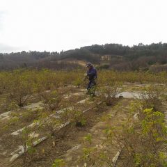 ローズ畑では除草作業と枝切り作業が続いています