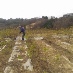 通路が通りやすくなり本剪定がやりやすくなります