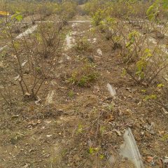 除草した草と切った枝の後片付け作業