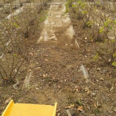 除草した草から土を払って片付けます