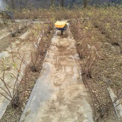 通路の土は畑に戻します