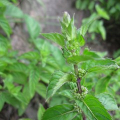 それぞれの花