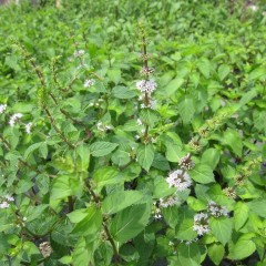 アルベンシスミントの花が咲きました