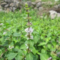 幾重にも重なる花の塔は見事です