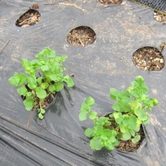 やはり恵みの雨が降ってくれないことには・・・・・