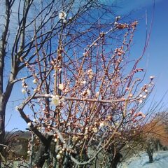 農場の周囲に植えてある梅の花が咲き始めました