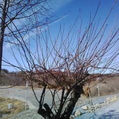 咲き始めたのは一部の木で、ほとんどはまだ蕾なままです