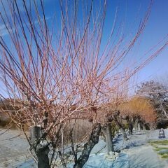 どの梅も徒長枝が伸び放題になっています