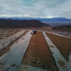カモマイル・ジャーマン畑の除草作業は今日も続いています