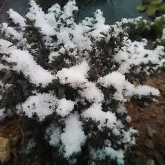 タイム・ブルガリスも雪に覆われています