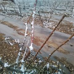 剪定した枝に雪が積もっています